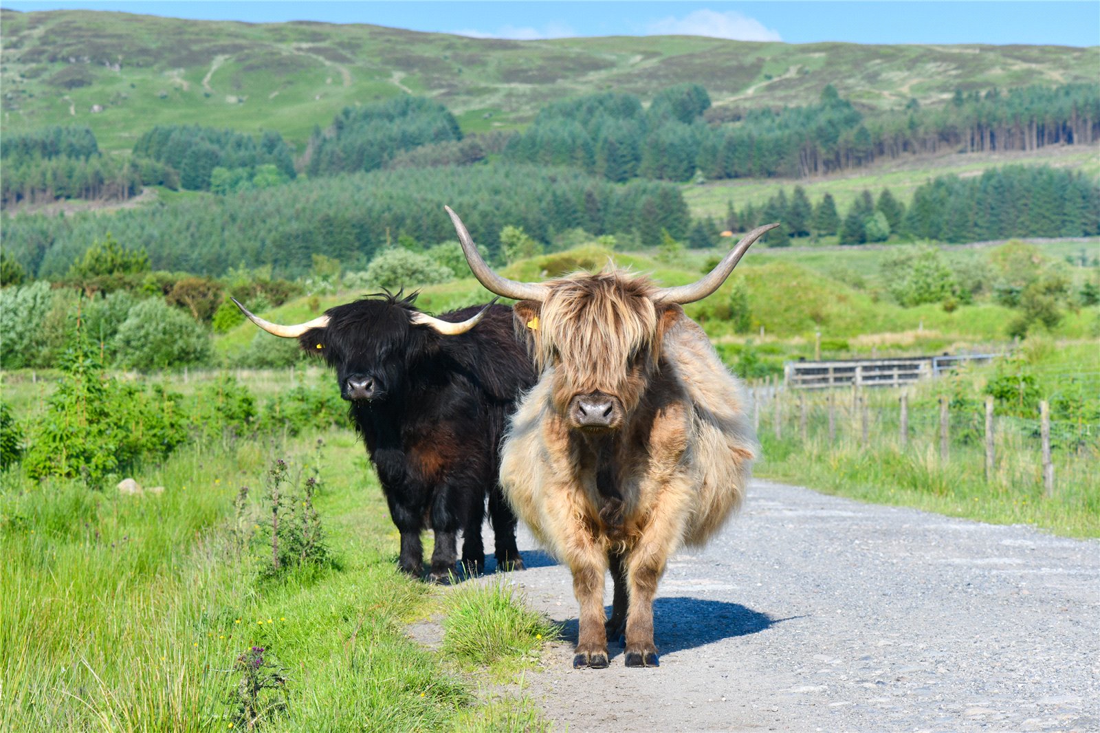 Highland Cattle