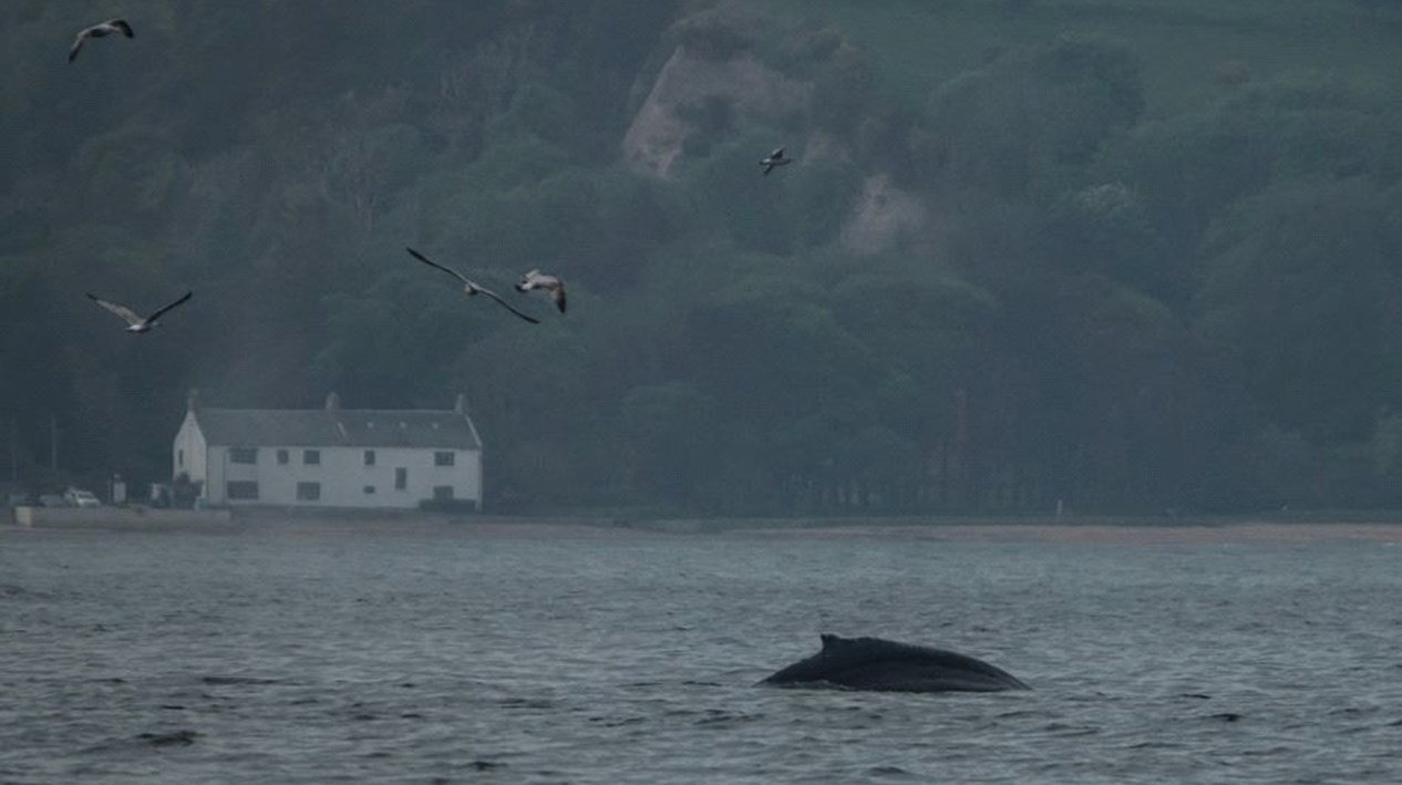 Humpback Whale